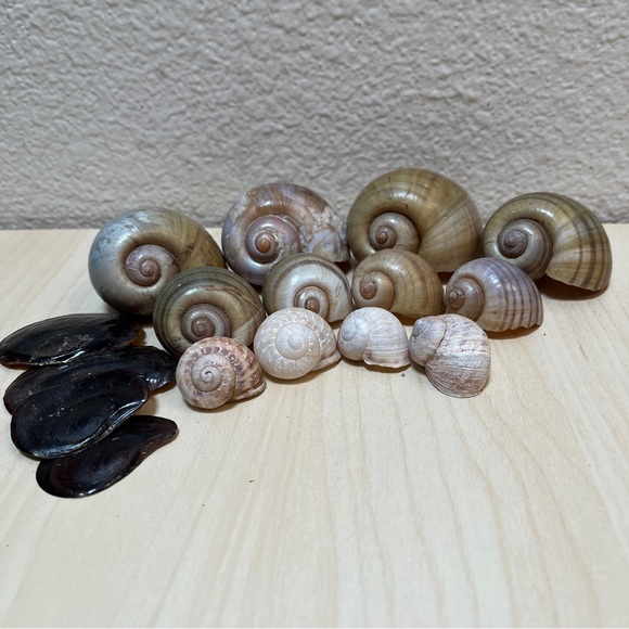 Snail Shells. Wild Freshwater from NM & FL. 11 Shells. - Picture 3 of 4